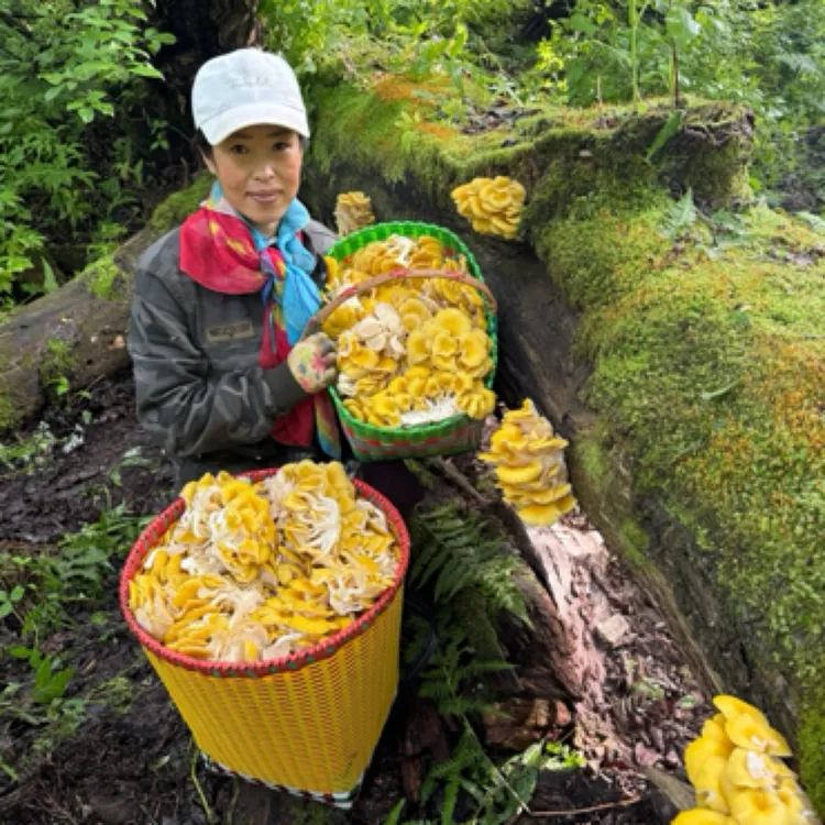 野生榆黄蘑干品250克，炒炖煲汤