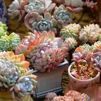 【集合链接】【满9.9包邮】星花怒放阳台露台办公多肉植物栽种养