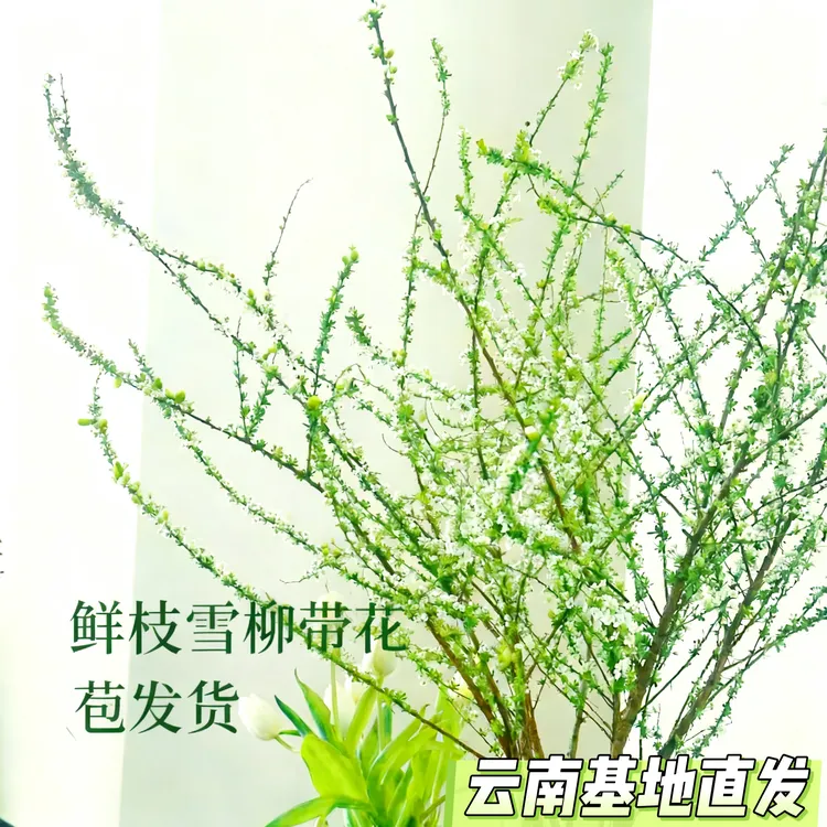 雪柳鲜枝水培植物室内耐寒开花枯木绿植花卉盆栽家居装饰