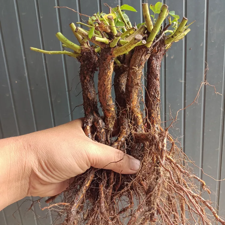 十颗无刺白花蔷薇实生根嫁接月季砧木提根苗大长脖子粗1点2cm左右