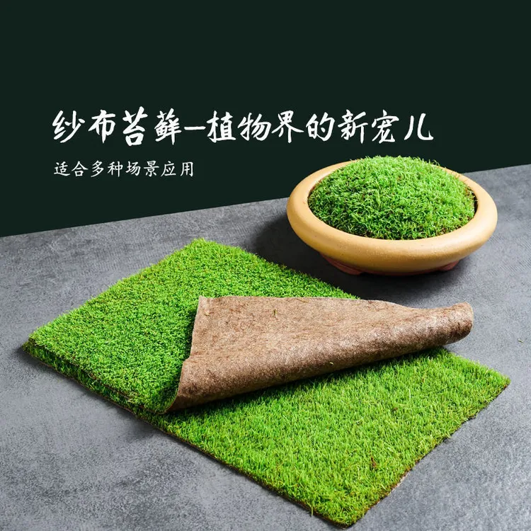 鲜活苔藓微景观小灰短绒纱布苔藓造景庭院假山造景雨林造景植物