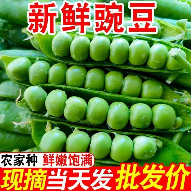 豌豆新鲜河南带壳青豆角粒农家蔬菜水果甜豆荚嫩5斤当季整箱包邮