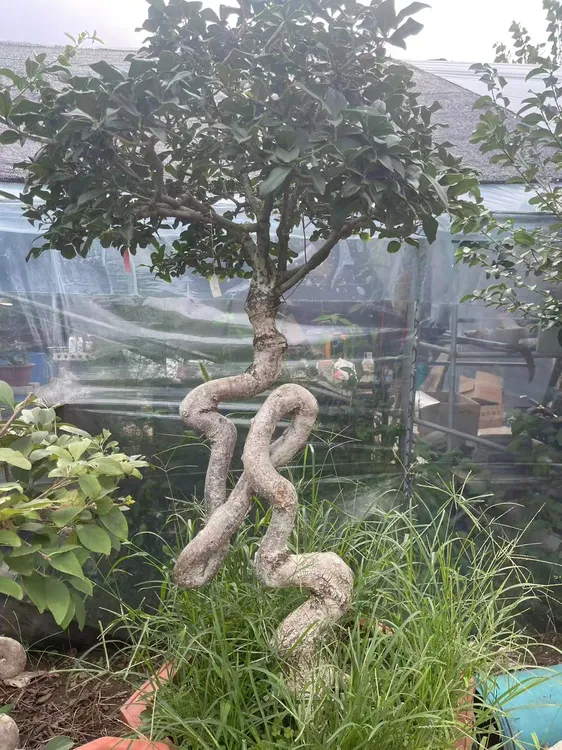 艺术字龍字桂花二等奖作品，22年如一日。高货 精桩 实实在在的品质