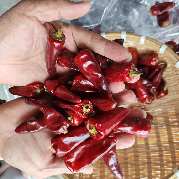贵州遵义子弹头干辣椒中辣特香炒菜火锅辣卤炖必备（中辣）