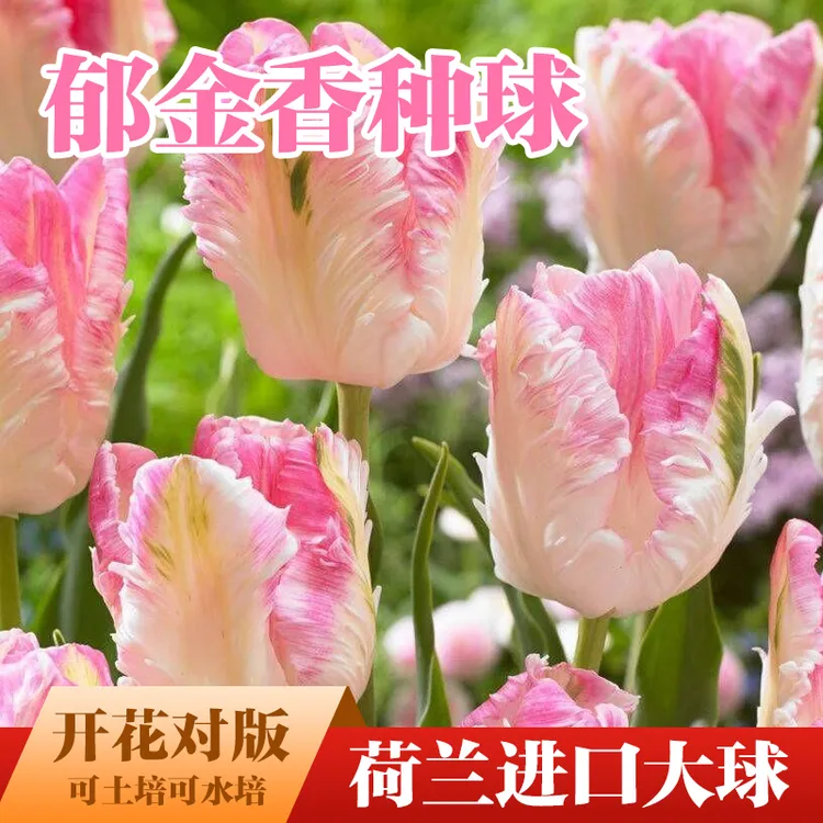 稀有重瓣郁金香花种郁金香花水培荷兰进口5度球郁金香种球水培