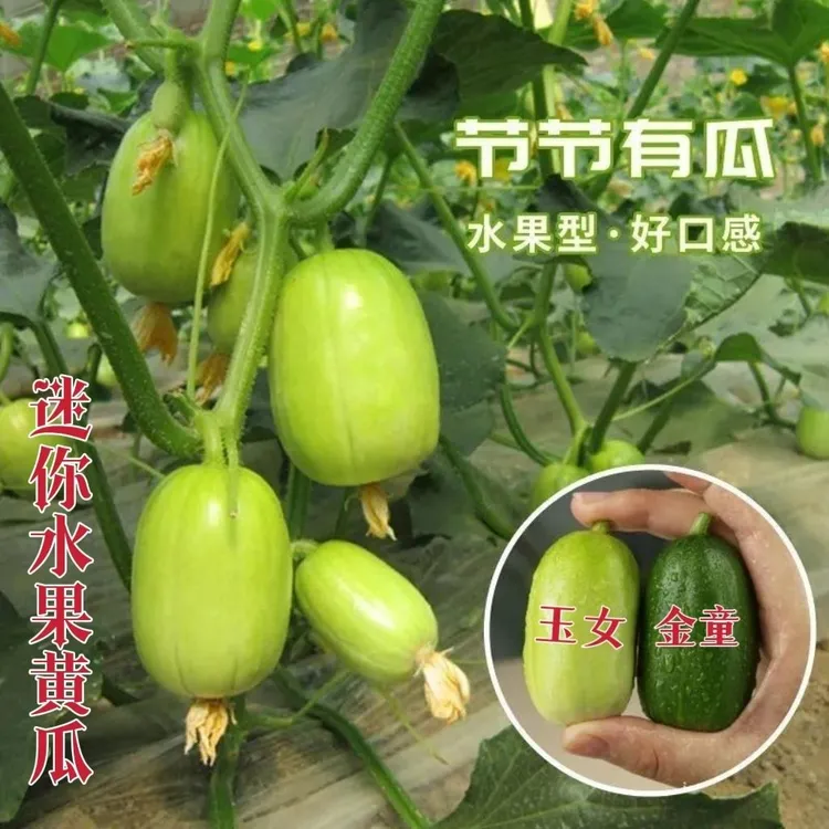 迷你玉女黄瓜种子水果黄瓜苗金童小黄瓜种籽阳台盆栽庭院蔬菜四季