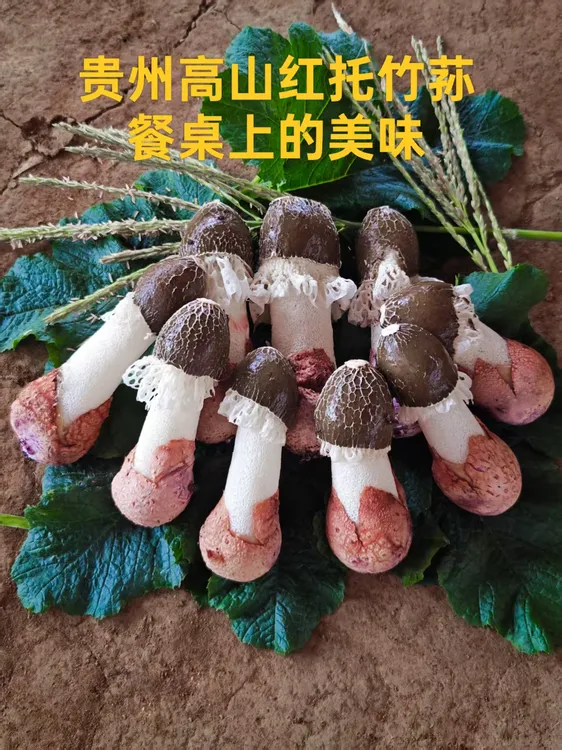 白帽14cm-16cm一级精品（顺丰包邮）