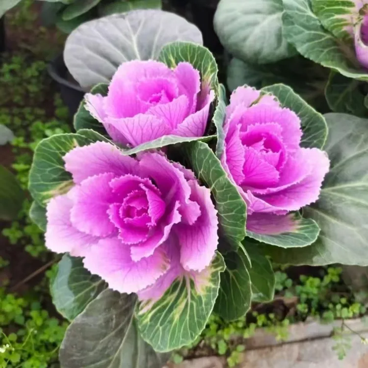 【多头羽衣甘蓝】耐寒易养观叶阳台庭院造景造型美化