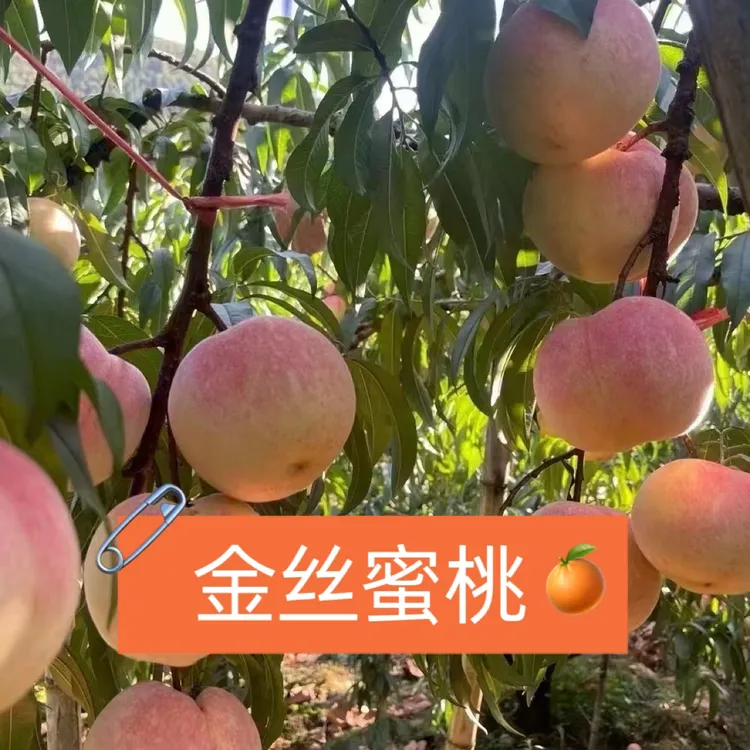 金丝蜜桃口感硬度甜度嗷嗷的古田本地种植的水蜜桃顺丰发货