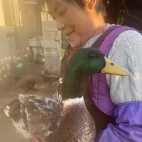 （艳子）麻鸭青头麻鸭五谷为养绿头鸭6个月左右