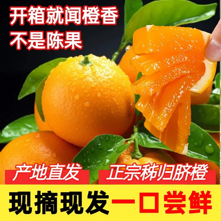 湖北秭归[九月红脐橙]农家新鲜现摘橙子产地直发一口爆汁现采现发
