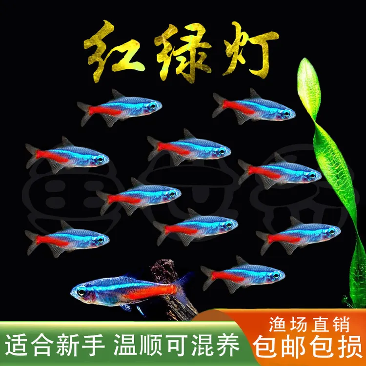 群游灯科鱼食红绿灯热带鱼宝莲灯观赏鱼迷你灯群游送饲料霓虹灯鱼