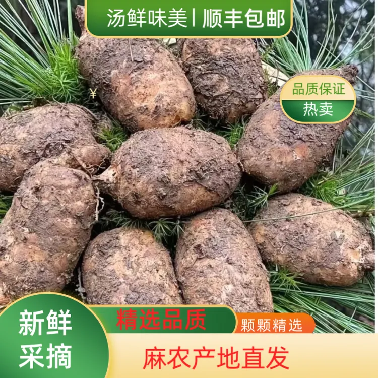 【新鲜天麻】云南昭通高山天麻小草坝天麻顺丰产地直发仿野林下生长