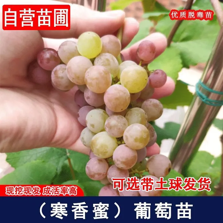 嫁接寒香蜜葡萄树苖耐寒无籽爬藤葡萄苗北南方种植当年结果果树苗