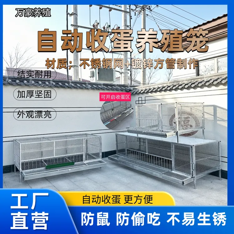 户外防鼠自动收蛋鸡笼防偷吃不锈钢网片加镀锌方管制作加大空间