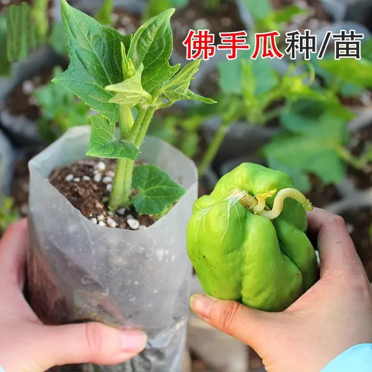 佛手瓜种苗 带芽带原土发货盆栽小院种植