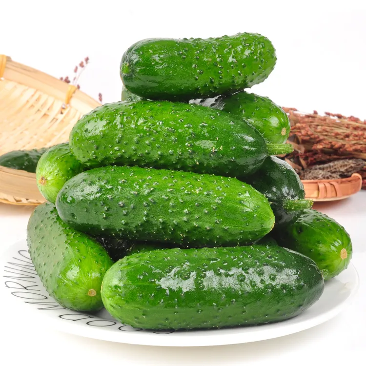 山东新鲜玛莎黄瓜水果黄瓜刺黄瓜脆嫩爽口美味产地直发