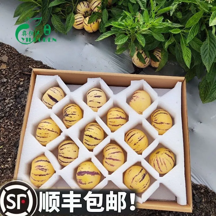 云南高海拔石林人生果人参果新鲜清甜多汁美味水果精选彩箱礼盒