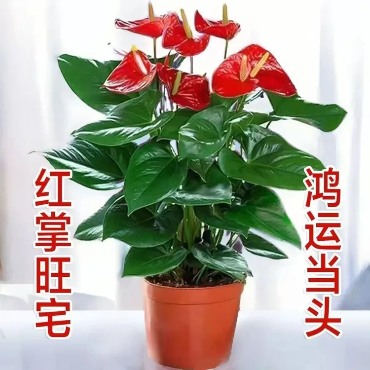 红掌盆栽花卉植物水培土养室内一帆风顺鸿运好养绿植客厅开花四季