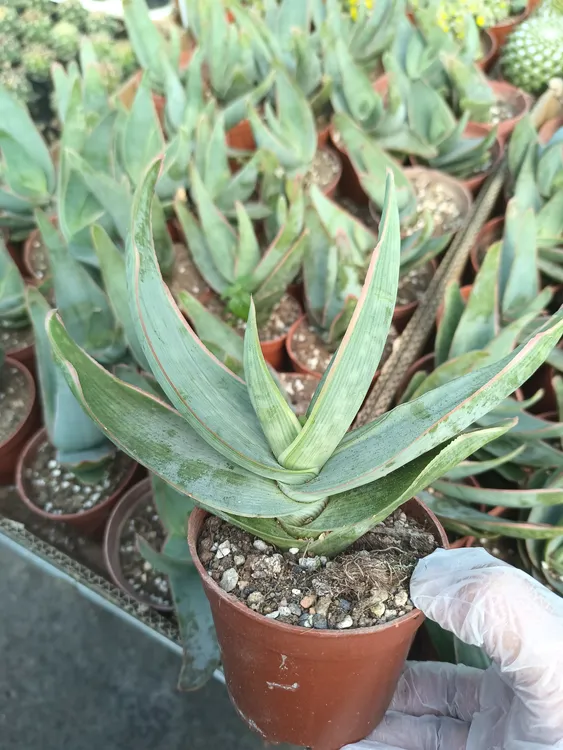 绿植花卉 银芳芦荟  