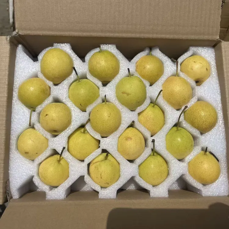 正中鞍山老树南果梨