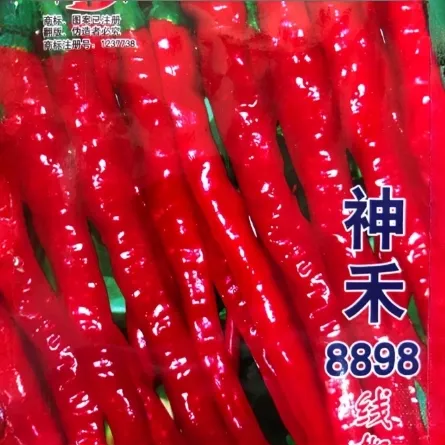 【8898线椒种子】四季种植特色辣椒种子