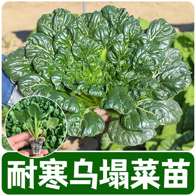 乌塌菜秧苗耐寒黑乌塌菜黄心乌塌菜苗菊花心秋冬季阳台盆栽蔬菜苗