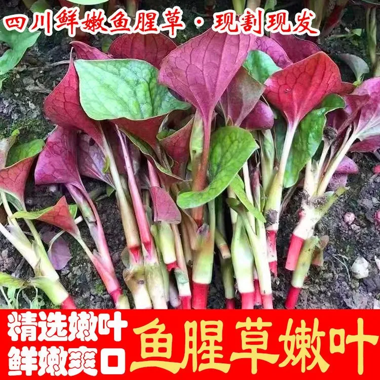 四川正宗折耳根嫩芽带叶子嫩根猪屁股凉拌菜折耳根新鲜鱼腥草嫩叶