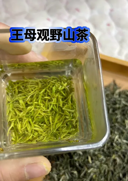 王母观野山茶明前的价格实惠
