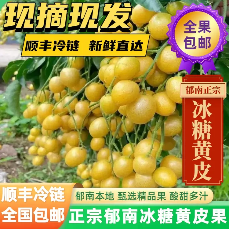 全国顺丰冷链包邮 冰糖黄皮果现摘现发新鲜广东郁南特产当季水果