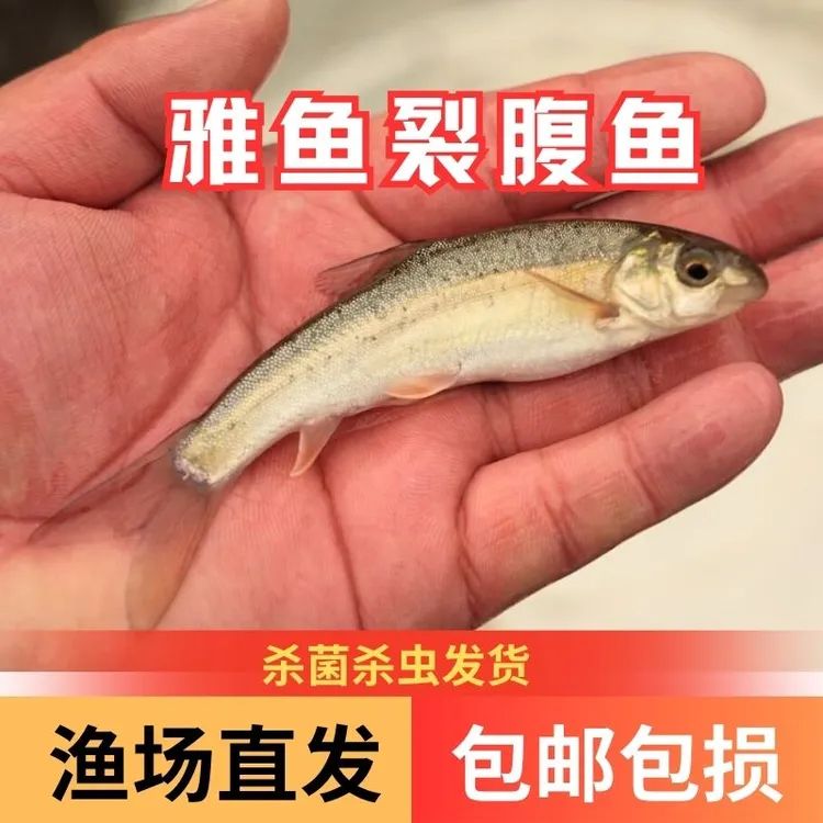 【活体】优质雅鱼裂腹鱼阴河阳鱼观赏鱼淡水鱼渔场直发