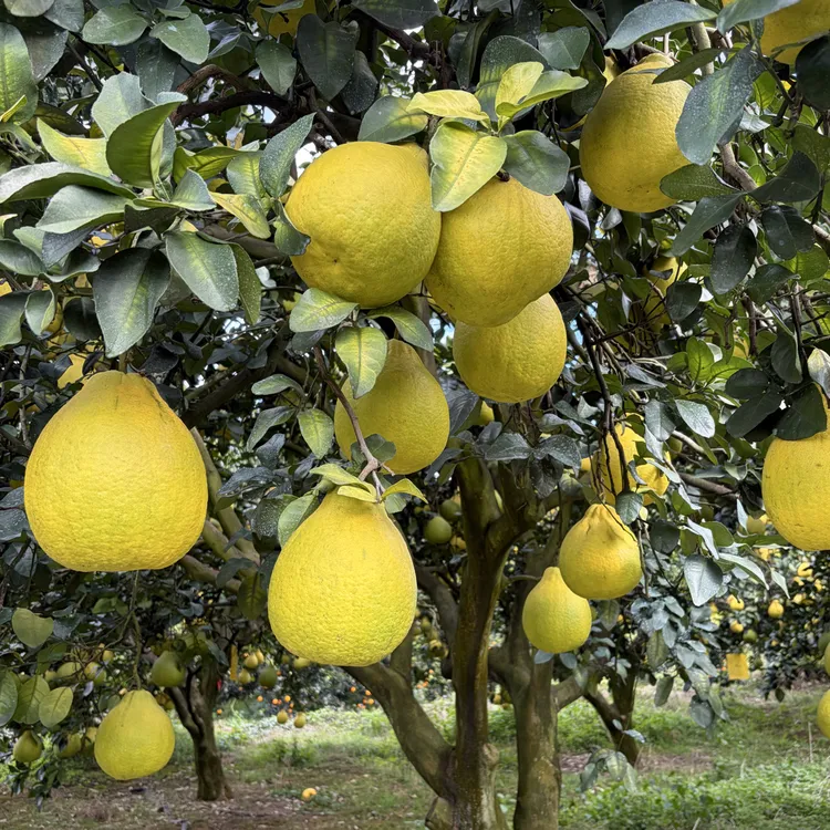 正宗江永香柚老树果无酸新鲜当季水果柚子白心细腻化渣