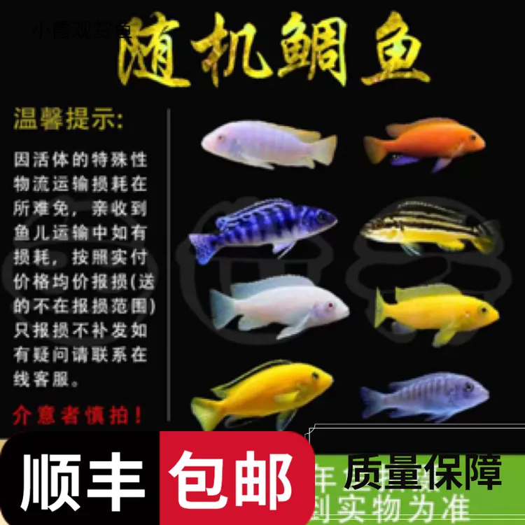 三湖慈鲷鱼热带观赏鱼淡水好养耐活活体招财鱼雕鱼