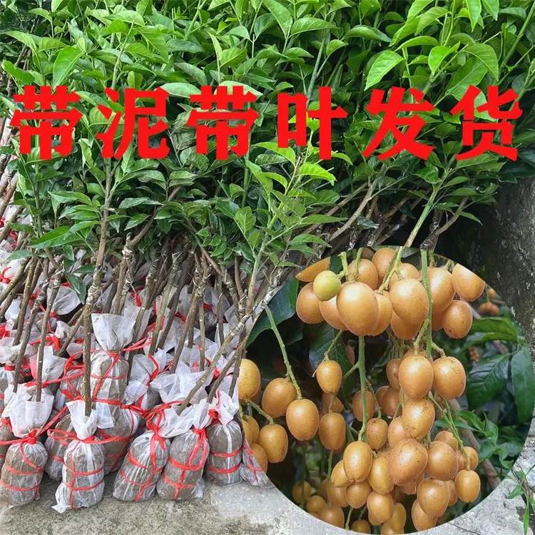 当年结果南方可种植正宗黄皮嫁接果树苗可盆栽地栽
