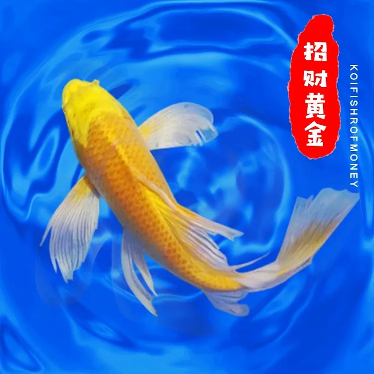好养易活锦鲤招财鱼金鱼活鱼好养耐活冷水鱼鱼苗观赏鱼好养耐活