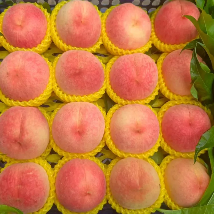 河北保定新鲜毛桃农产品鲜甜多汁当季应季水果现摘包邮
