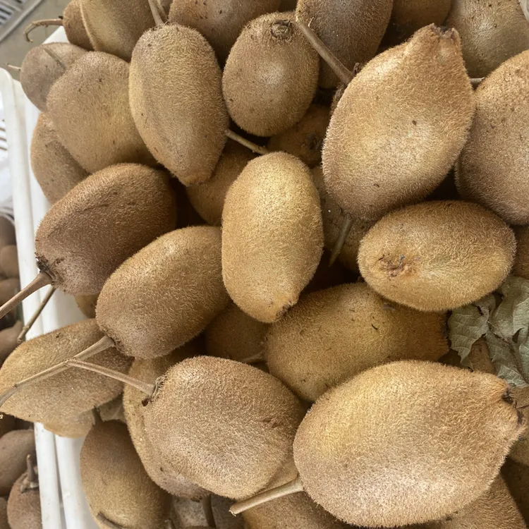 【助农】隆回金石桥佳瑶大果猕猴桃新鲜现摘香甜多汁当季水果