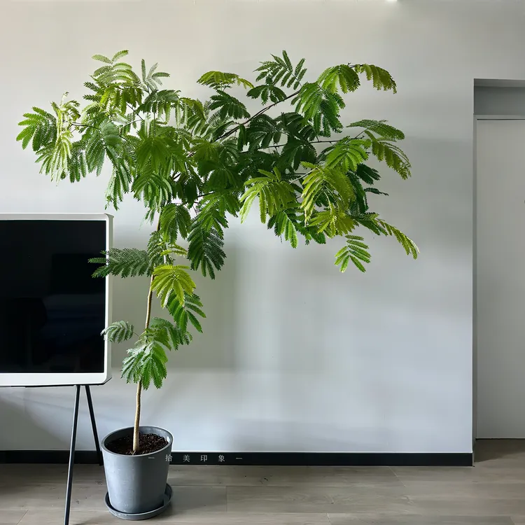 密叶猴耳环客厅大型落地植物耐阴绿植盆栽高端轻奢ins风好养易活