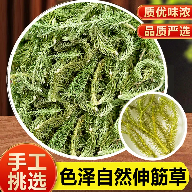 野生新货伸脚筋原产筋骨草当地伸筋草干货500g-1000g包邮非鱼腥草