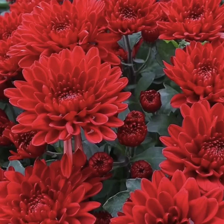 大红色四季荷兰菊带花苞进口菊花苗耐寒易活四季开花