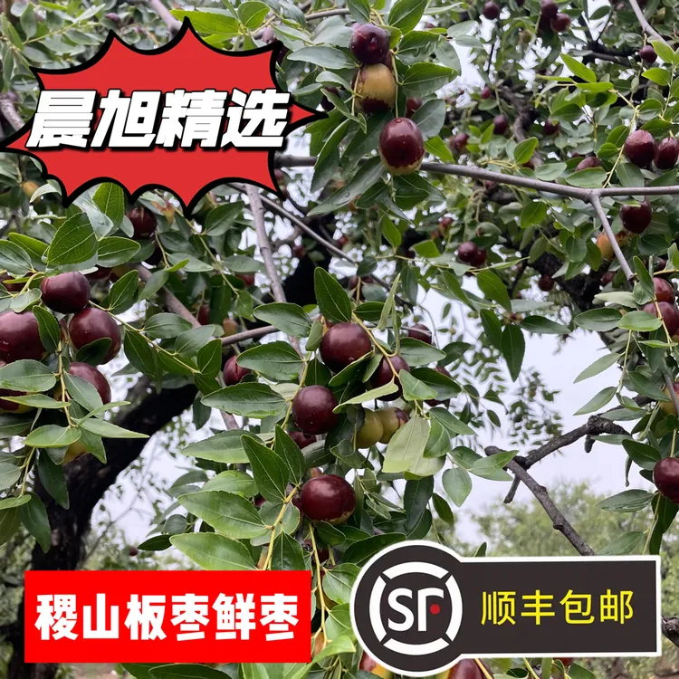 新鲜枣子水果脆甜鲜枣山西稷山板枣红枣当季现摘现发2250g顺丰