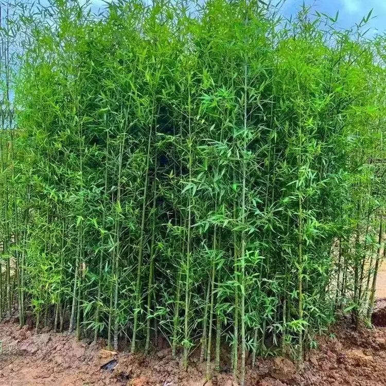 庭院绿化竹苗紫竹青竹盆栽植物四季常青竹子苗