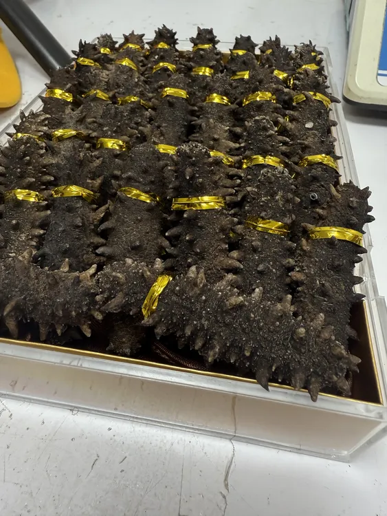 渤海湾深海刺身高泡发淡干海参500G