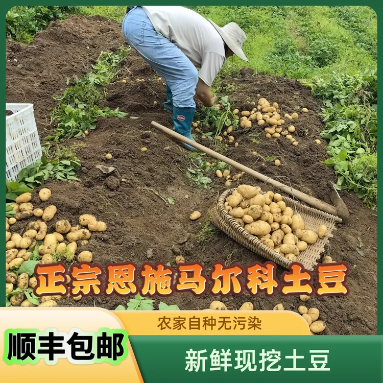 【顺丰包邮】恩施新鲜马尔科土豆优质饱满可做薯片洋芋