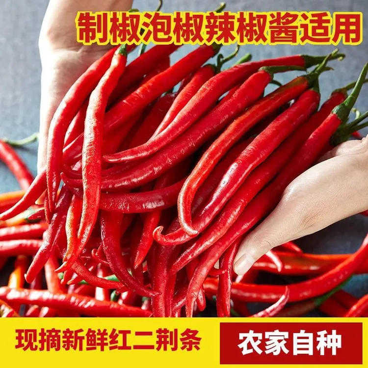 【顺丰包邮】贵州极品辣椒酱糟辣椒原材料现摘剁椒泡椒贵州辣椒新鲜