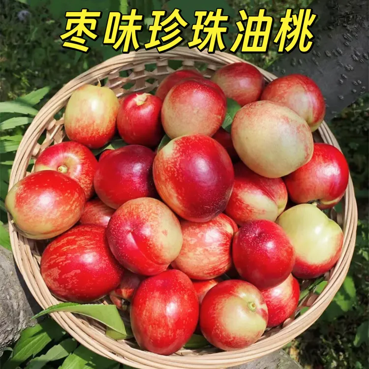 【爆甜】珍珠枣味油桃脆甜离核硬桃子新鲜现摘当季水果孕妇小孩