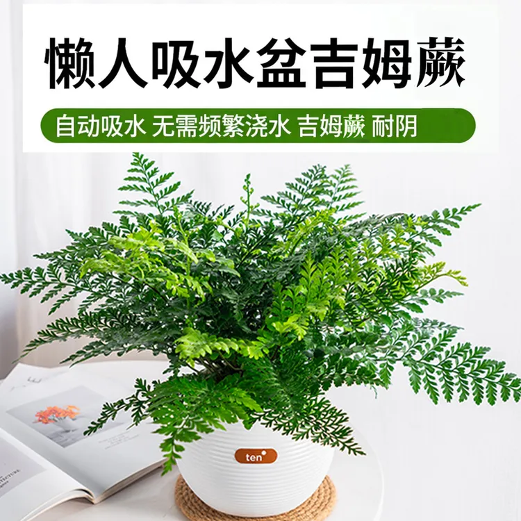 吉姆蕨蕨类网红植物室内客厅盆栽绿植净化空气水培蕨类观叶盆栽花商品图