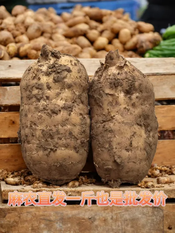 小草坝天麻云南新鲜野生种植包邮昭通炖汤炖鸡