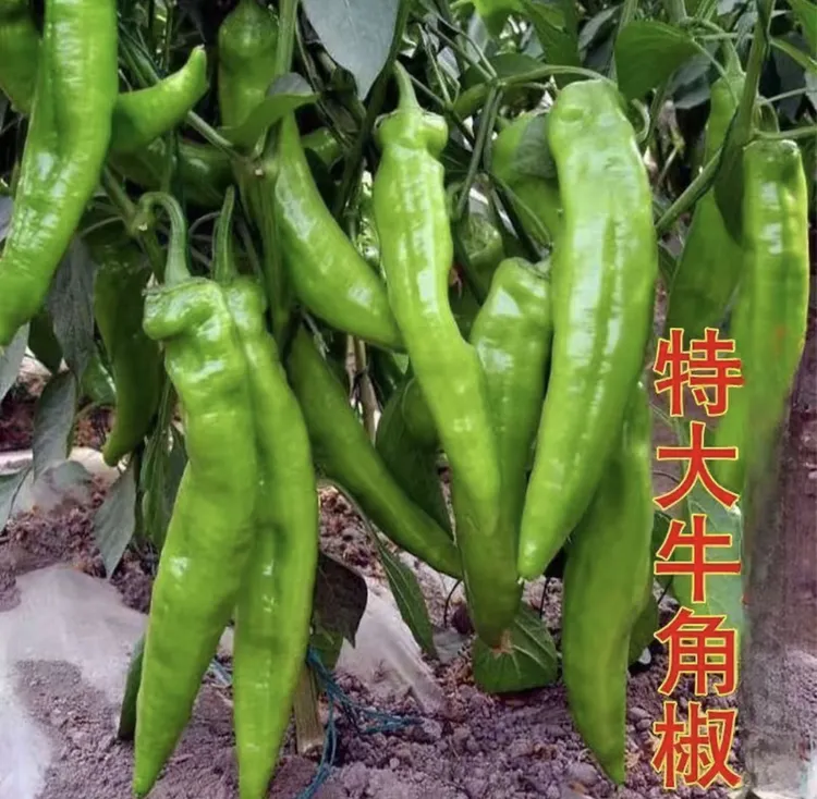 特大牛角椒辣椒种子四季播种阳台花盆庭院种植