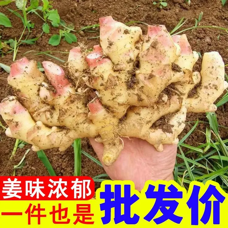 新鲜现挖嫩姜可做泡姜腌制凉拌清脆爽口红芽嫩姜当季蔬菜适合腌制